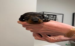 Dachshund dogs for sale: Wire haired Teckel puppies  - Advert 10