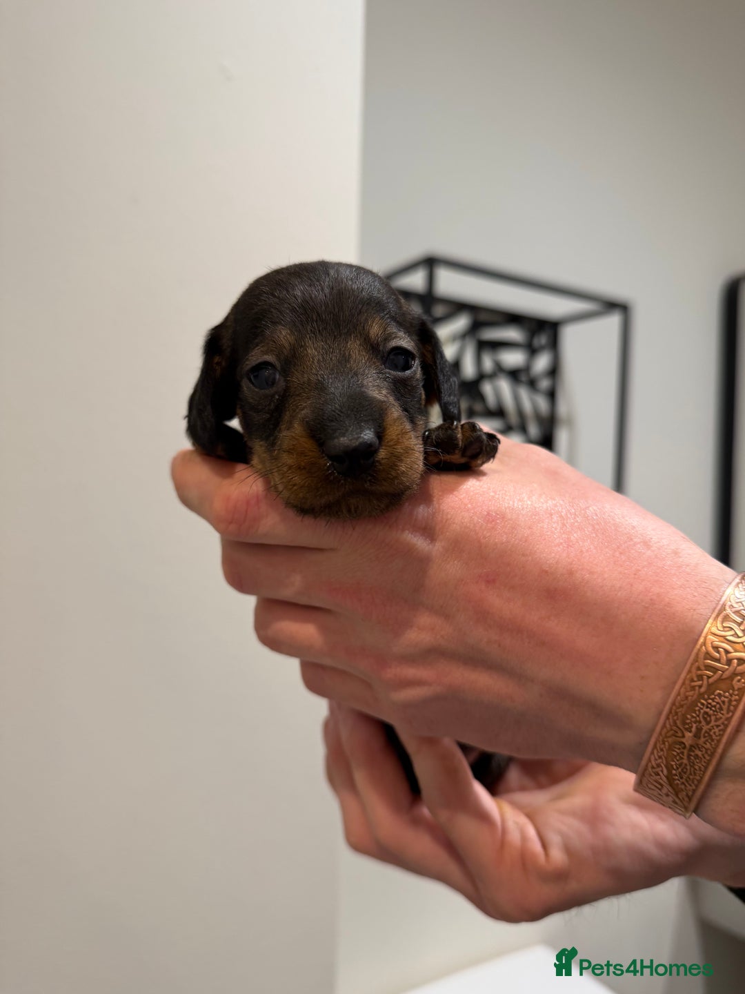 Dachshund dogs for sale: Wire haired Teckel puppies  - Advert 10