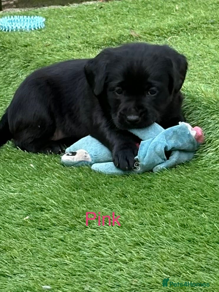 Labrador Retriever dogs Gorgeous Chunky Pedigree Labs - Advert 2