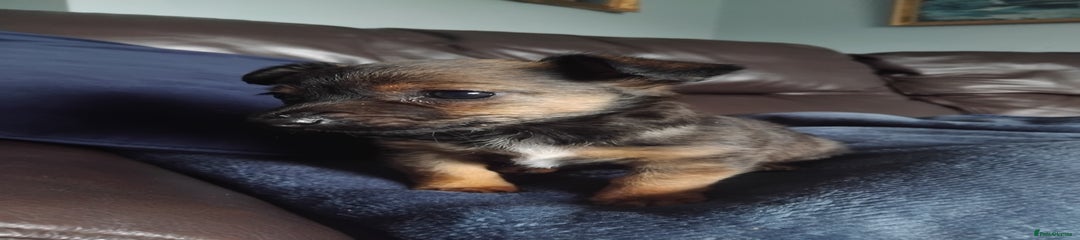 Mixed Breed Puppy 4