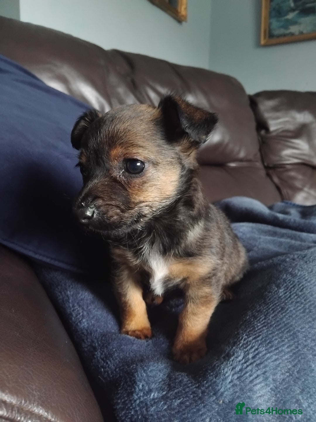 Mixed Breed dogs for sale: Lovely little jackapom puppies  - Image 6