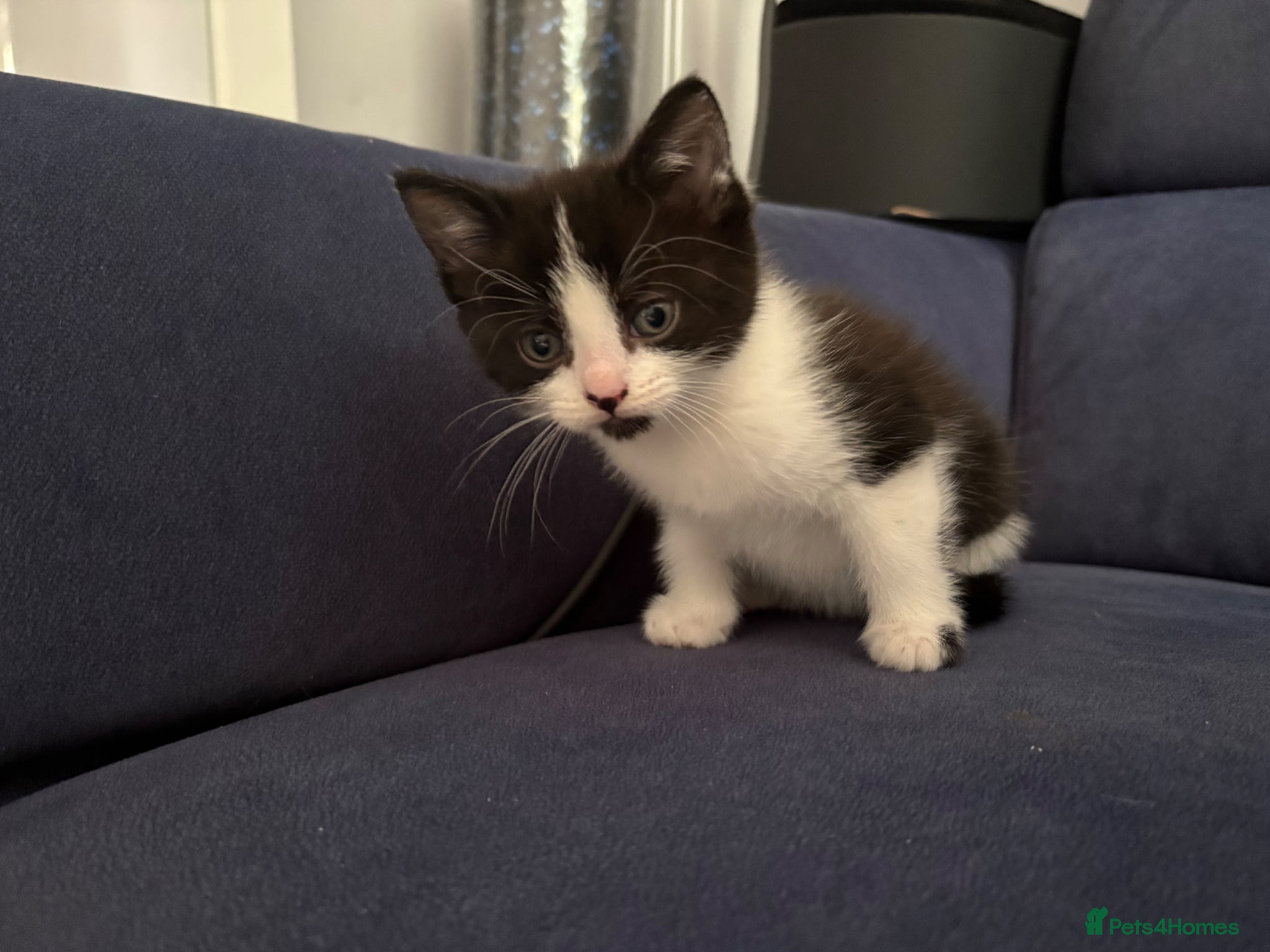 Mixed Breed cats 4 beautiful kittens for sale  - Advert 2