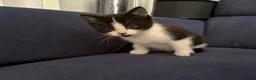 Mixed Breed cats for sale: 4 beautiful kittens for sale  in Slough - Advert 1