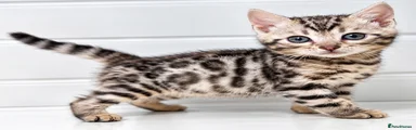 Bengal 1