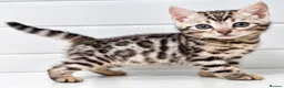 Bengal cats for sale: Stunning Silver Bengal Boy – TICA Reg Litter - Advert 8