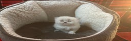 Persian cats for sale: 4 ADORABLE LITTLE CUTIE PIES, (READY 9TH JAN)  - Advert 23