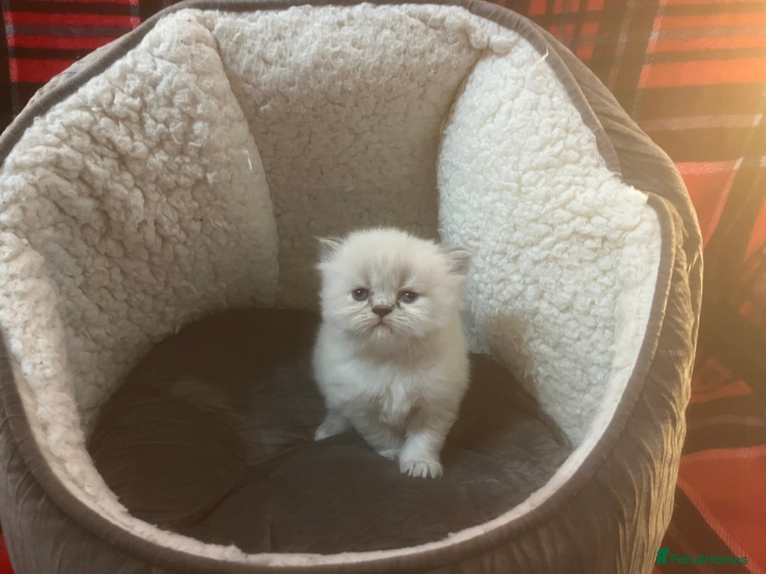 Persian cats for sale: 4 ADORABLE LITTLE CUTIE PIES, (READY 9TH JAN)  - Advert 23