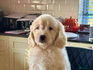 Mini Goldendoodle dogs 1 girl left mini gorgeous goldendoodles dna clear - Advert 2