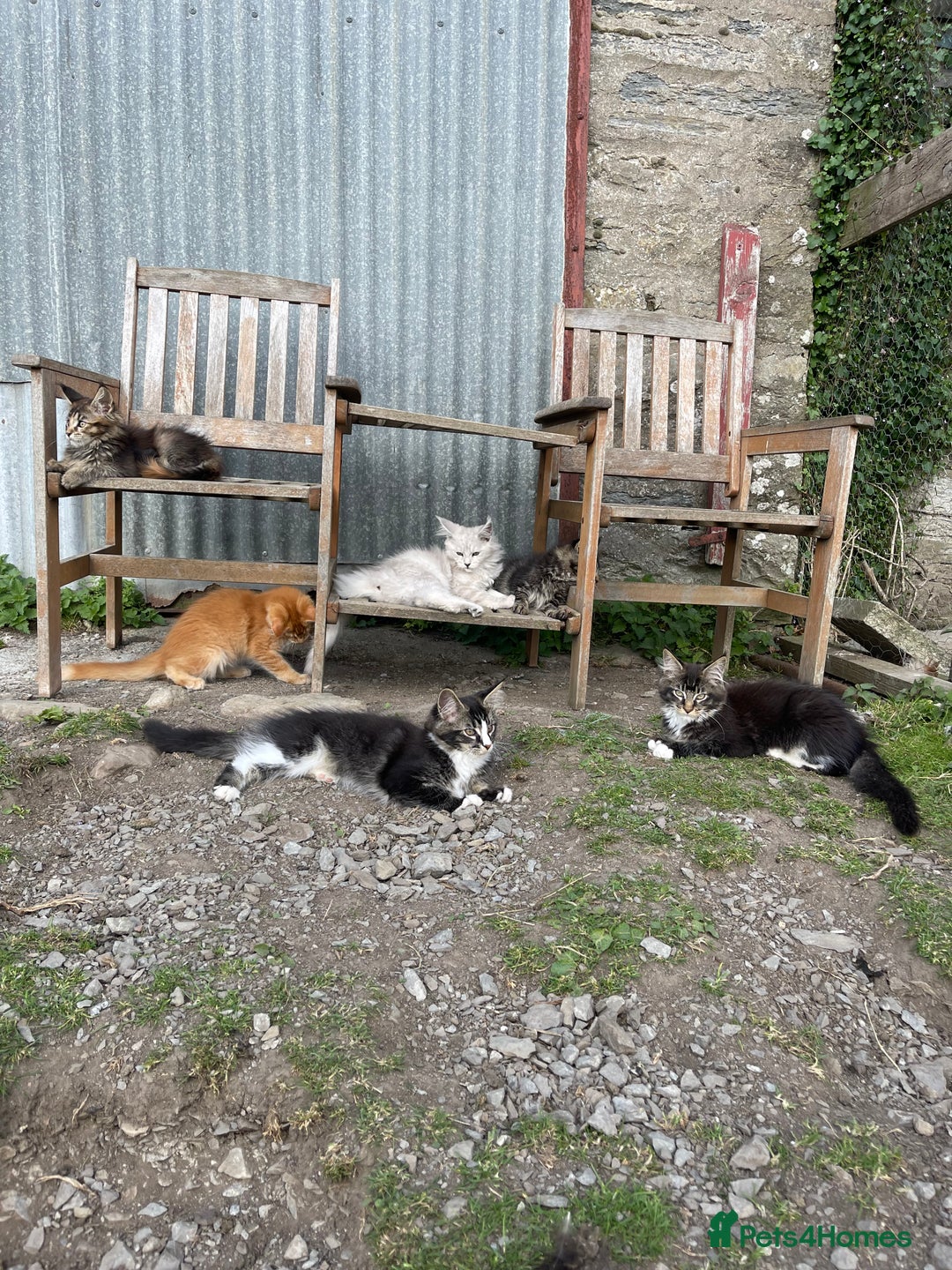 Maine Coon cats for sale: Full pedigree MaineCoon kittens  - Image 16