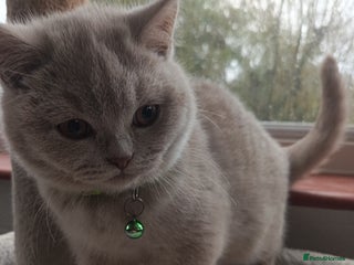 British Shorthair cats BSH lilac girls, GCCF registered - Advert 3