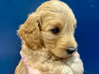 Cockapoo dogs Beautiful Cockapoo puppies in Kent, near London - Advert 1