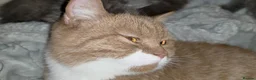 British Shorthair cats for sale: Two British shorthairs  - Advert 4