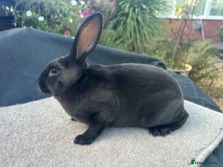 Rex rabbits Siamese Seal Mini Rex - Advert 1