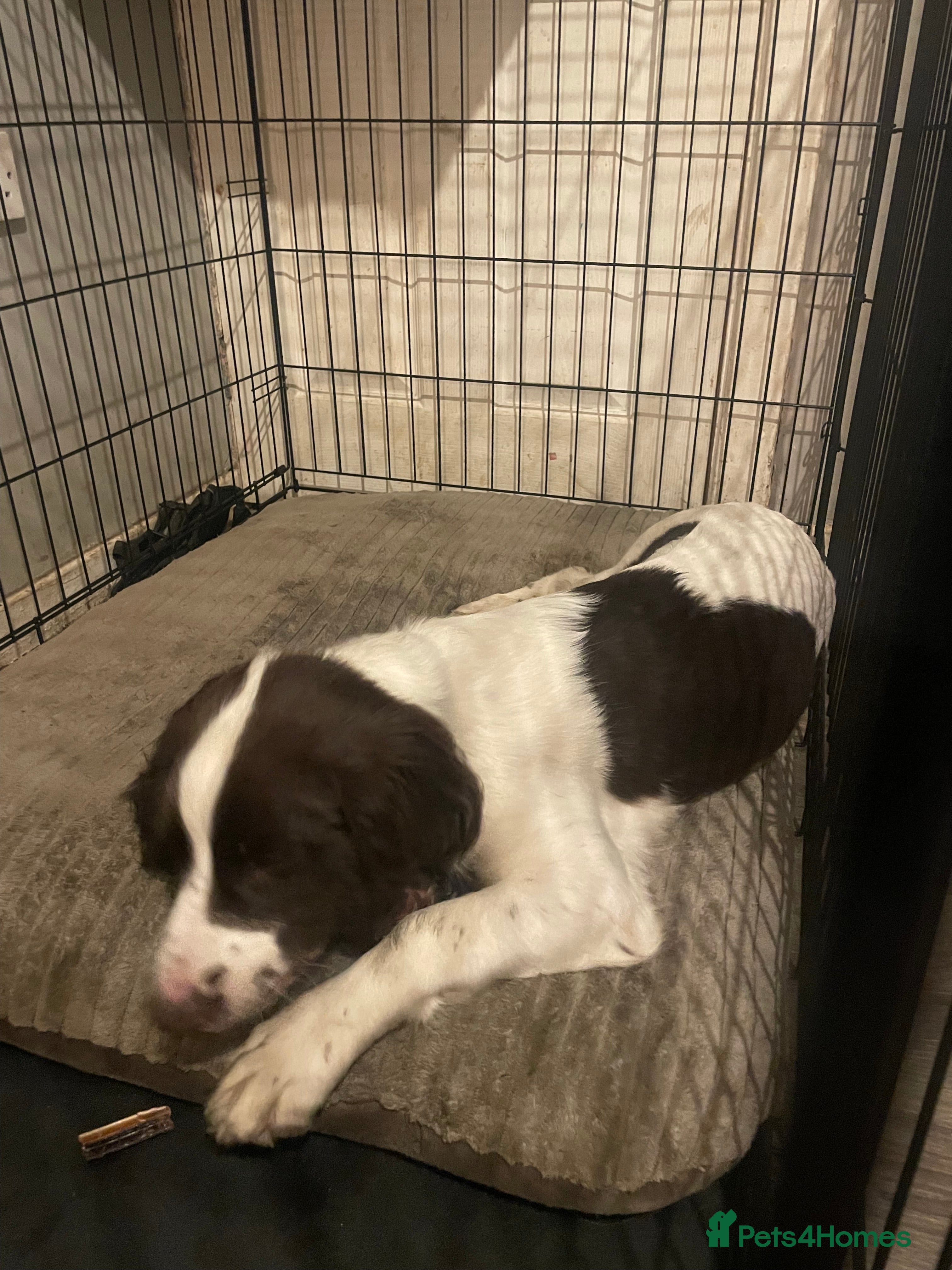 English Springer Spaniel dogs English springer spaniel  - Advert 2