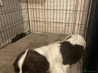 English Springer Spaniel dogs English springer spaniel - Advert 2