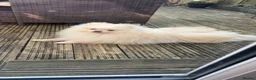 Pomeranian dogs for sale: Male Teddy Pomeranian  - Advert 2