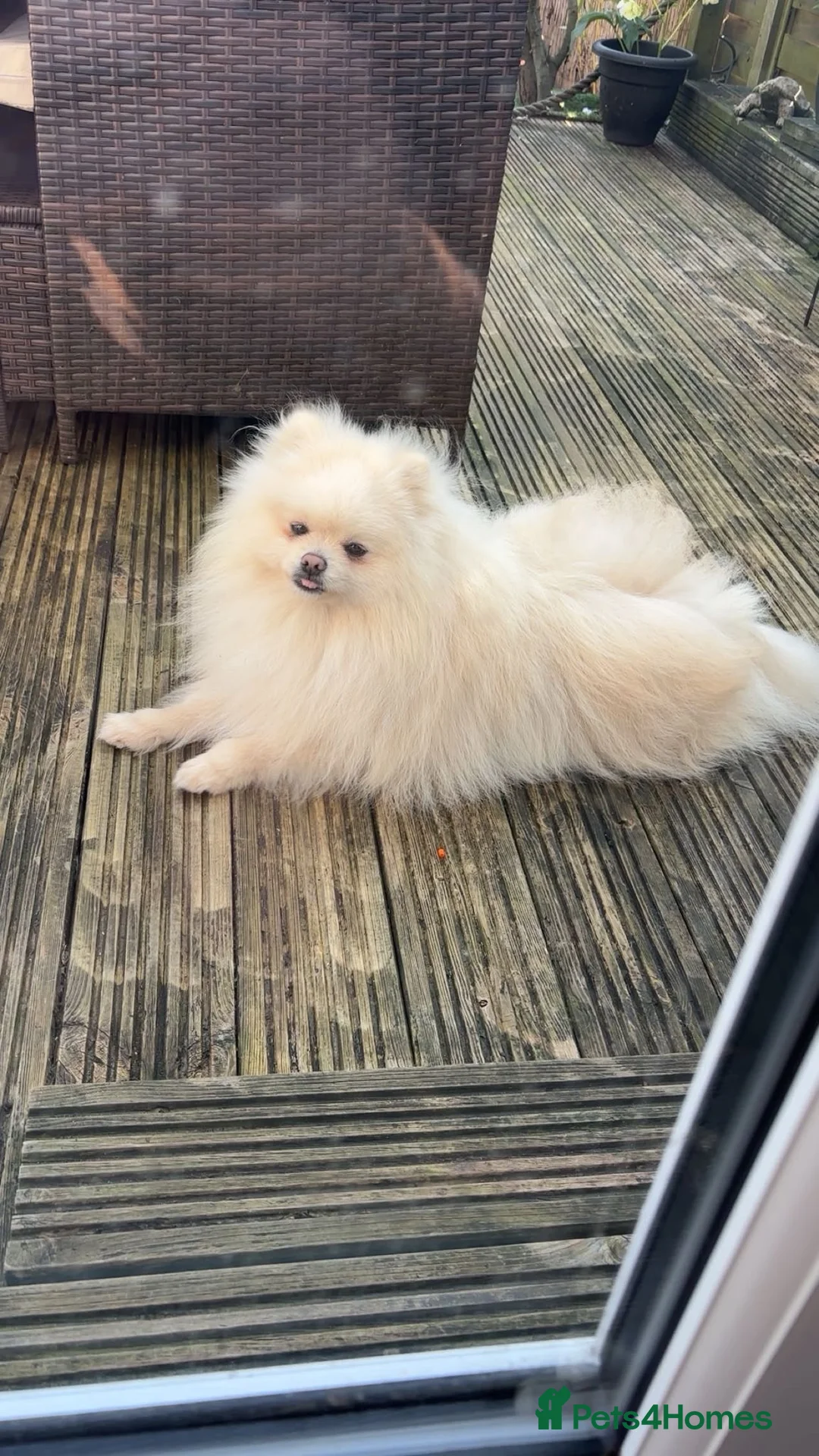 Pomeranian dogs for sale: Male Teddy Pomeranian  - Advert 2