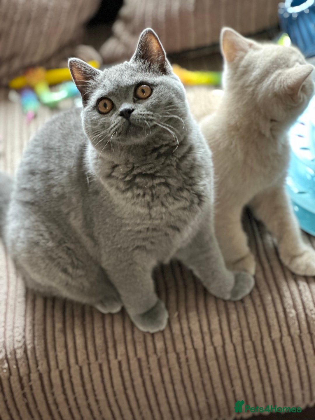 British Shorthair cats for sale: Excellent Champion line  - Image 18