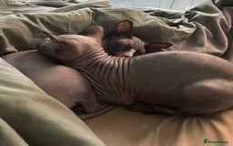 Sphynx cats for sale: Ripley & Nova sphynx sisters ready for a new home - Image 13