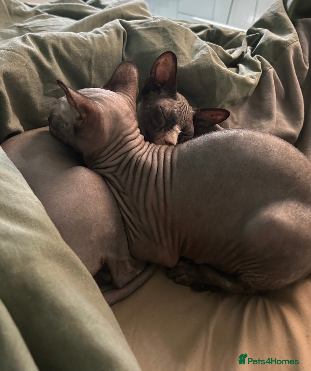 Sphynx cats for sale: Ripley & Nova sphynx sisters ready for a new home - Image 13