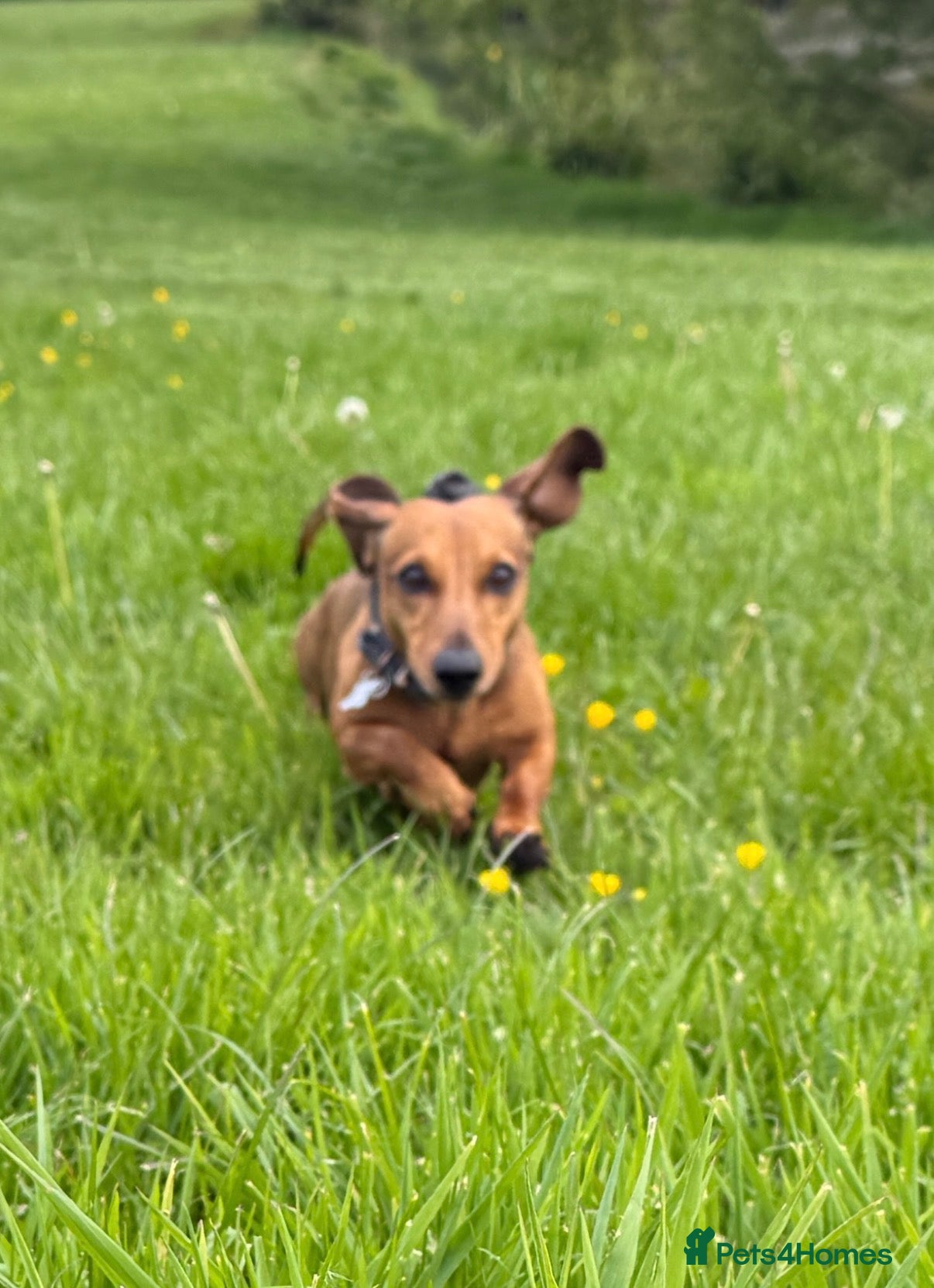 Miniature Dachshund dogs for sale: Beautiful dachshund pups only 2 left - Advert 14