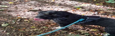 American Cocker Spaniel 1