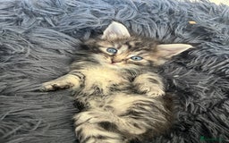 Maine Coon cats for sale: Maine coone kittens  - Image 5