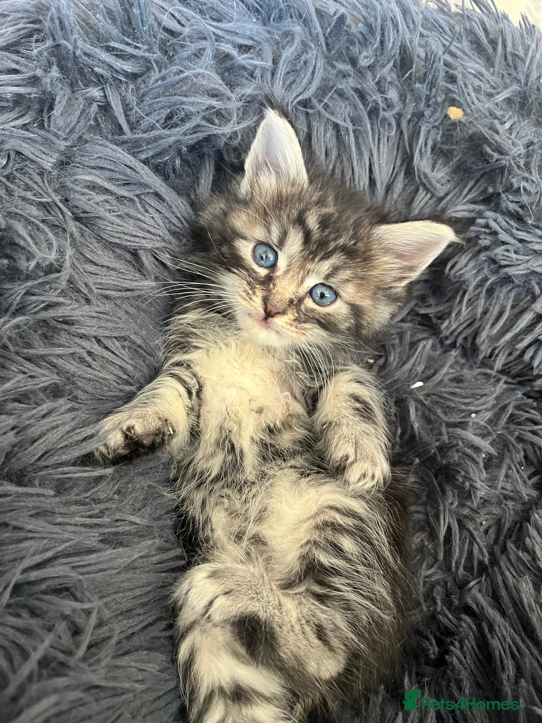 Maine Coon cats for sale: Maine coone kittens  - Image 5