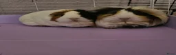 Guinea Pig rodents for sale: 4 Female Guinea pigs  - Advert 11