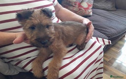 Irish Terrier dogs for sale:  irish terrier puppies based in Hampshire. - Image 3