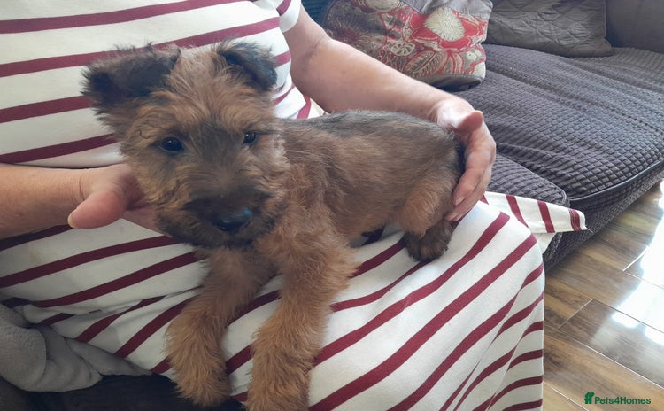 Irish Terrier dogs - Advert 1
