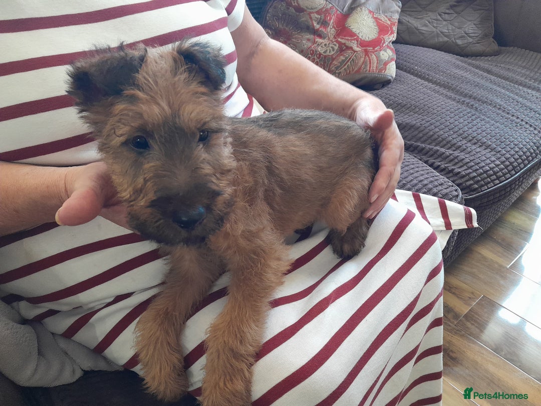 Irish Terrier dogs for sale:  irish terrier puppies based in Hampshire. - Image 3