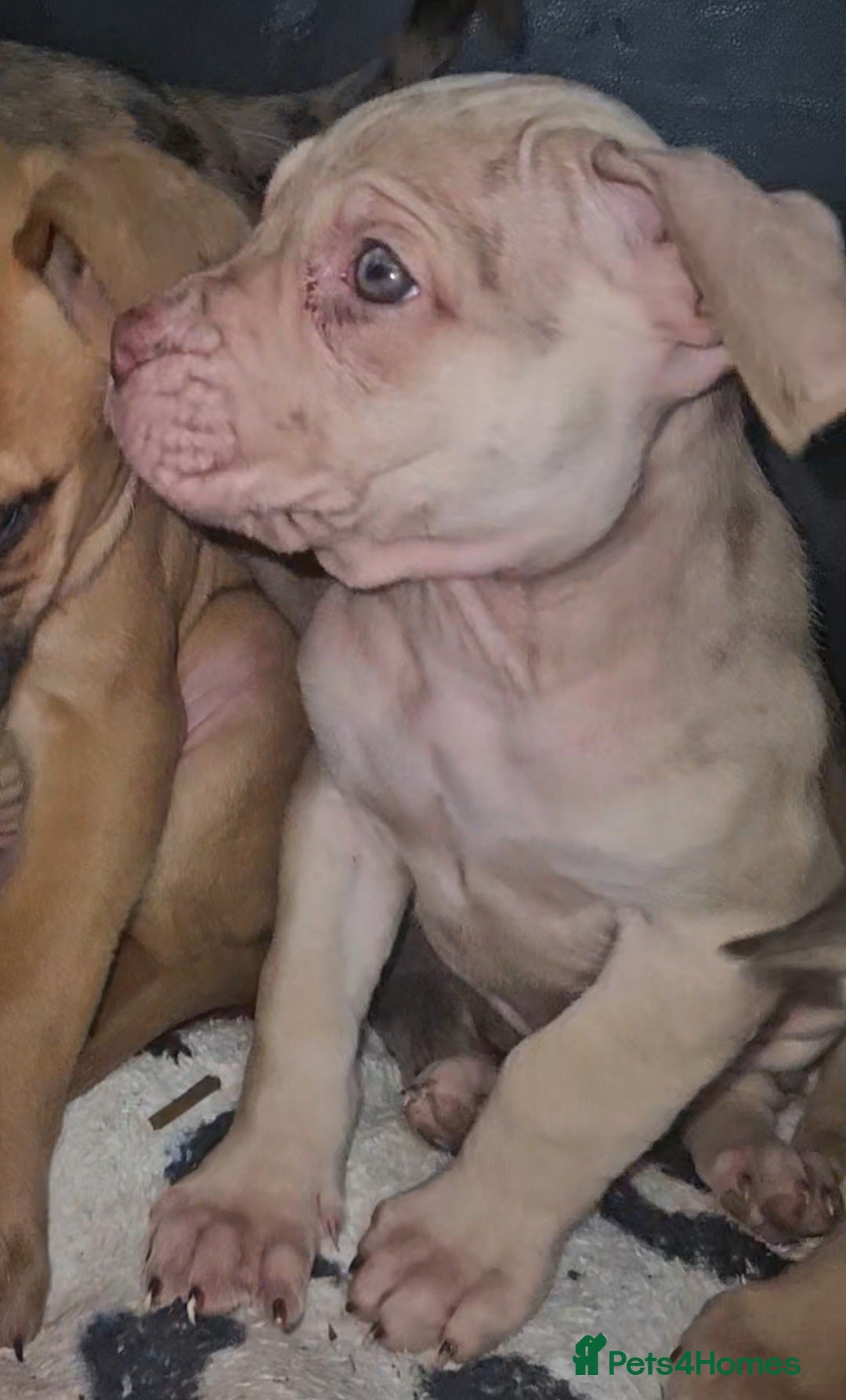 Mixed Breed dogs for sale: Presa Canario/Cane Corso Mollosser Dogs  - Advert 5