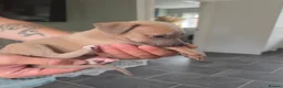 Whippet dogs for sale: Stunning small KC registered whippets  - Advert 8