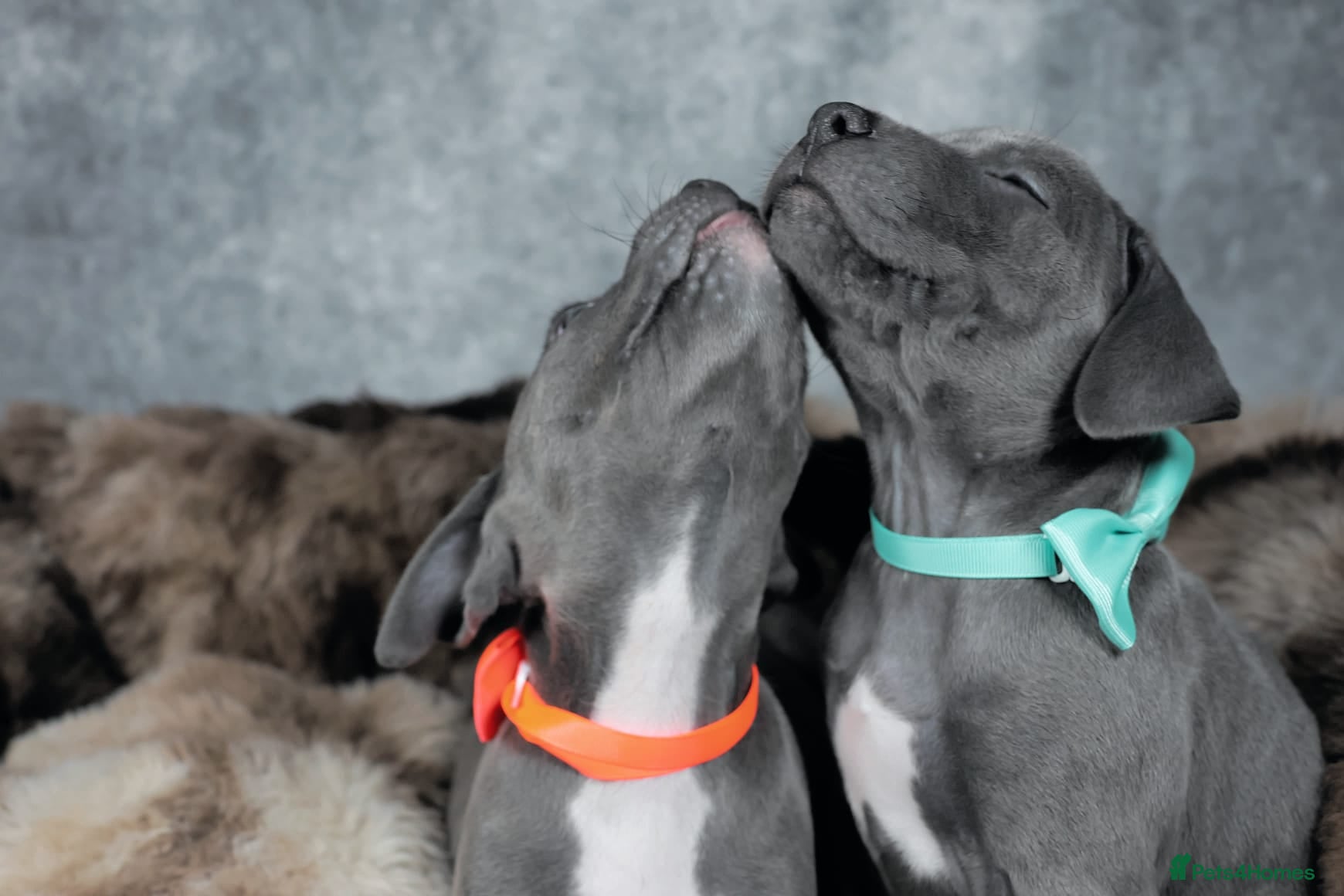 Staffordshire Bull Terrier dogs Blue staffies - Advert 1