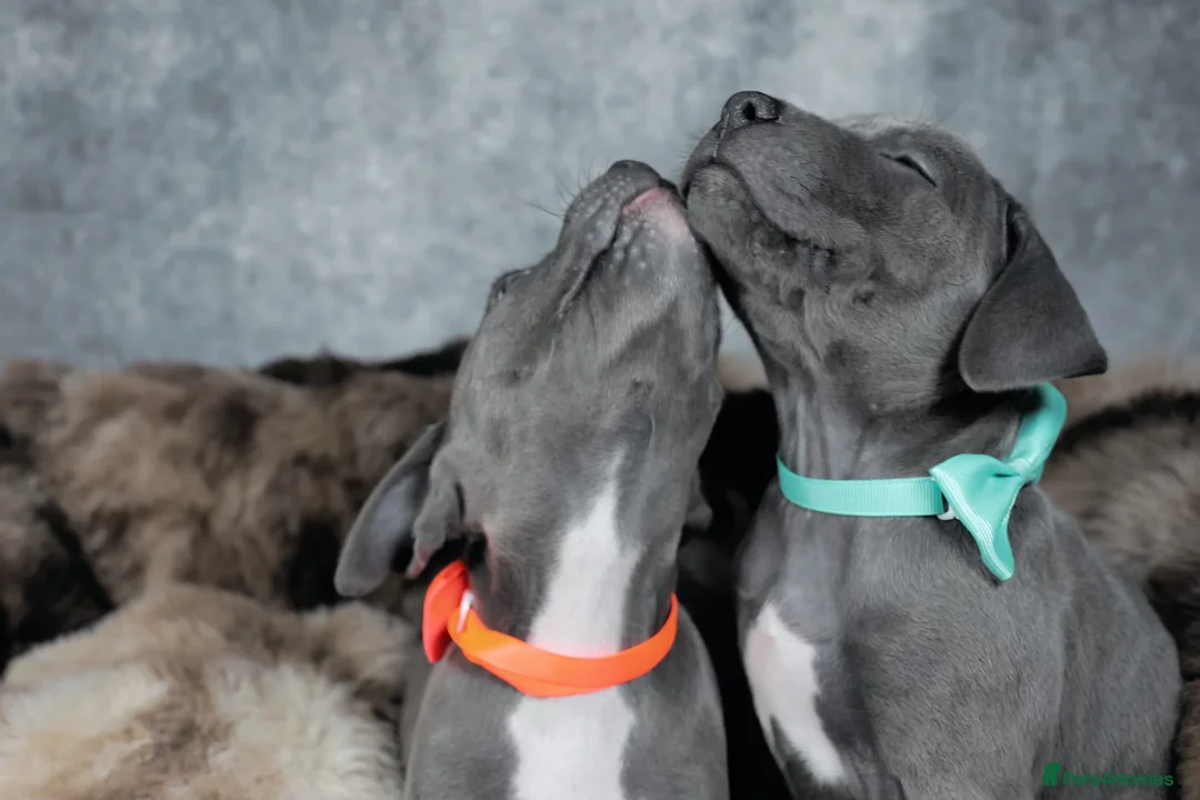 Staffordshire Bull Terrier dogs for sale: Blue staffies - Advert 1