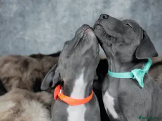 Staffordshire Bull Terrier dogs Blue staffies - Advert 1