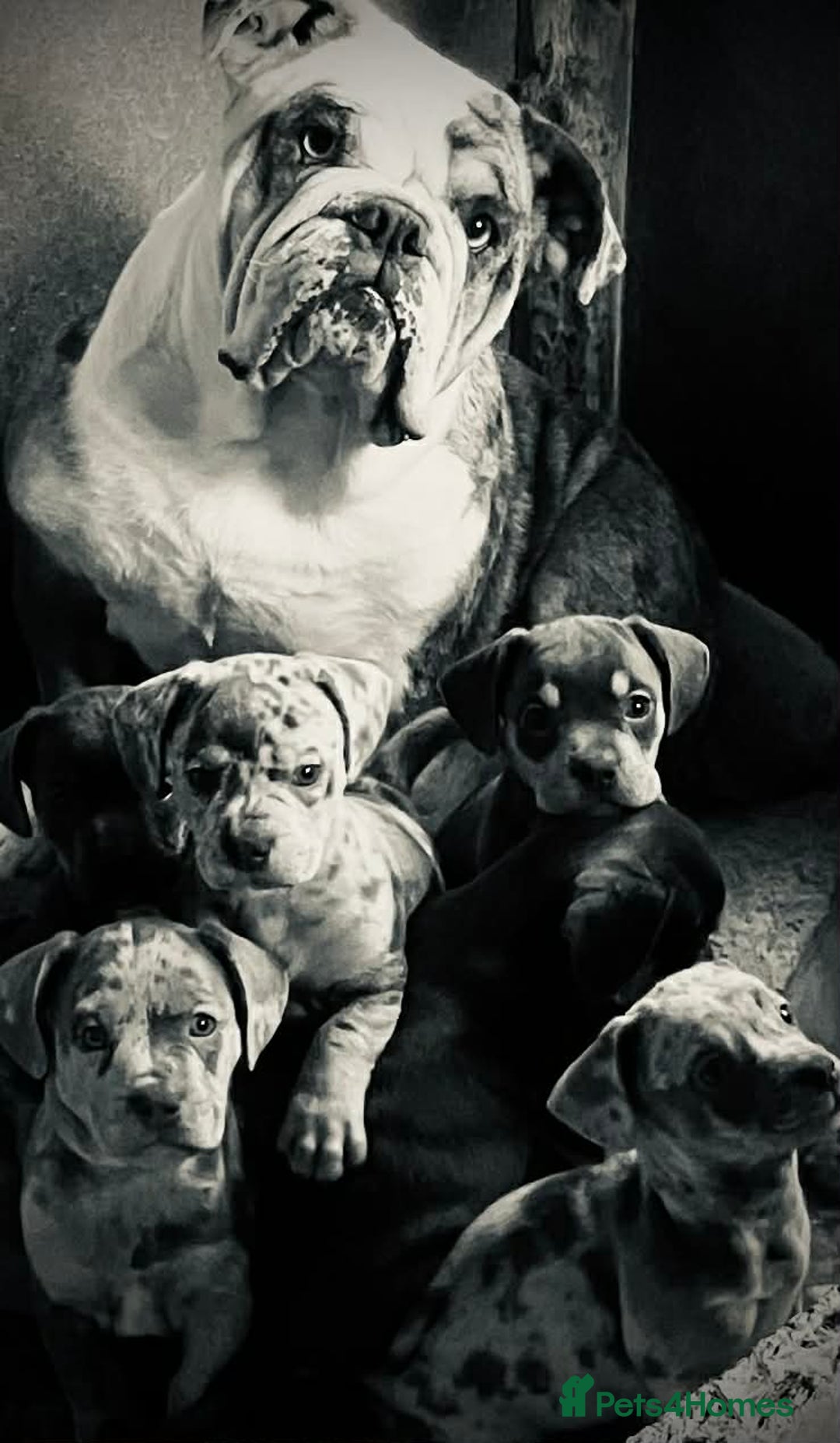 Mixed Breed dogs for sale: Bulldog x Mini Dachshund Puppies - Advert 5