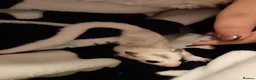 Sugar Glider rodents for sale: Sugar gliders in Salford - Advert 23