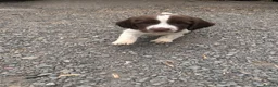 English Springer Spaniel dogs for sale: Working English Springer Spaniel Puppies - Advert 3