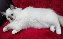 Birman cats for sale: GORGEOUS SEAL PT. FEMALE & CHOCOLATE MALE KITTENS - Image 5