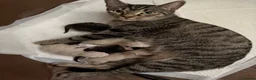 Ragdoll cats for sale: Ragdoll-Tabby kittens looking for loving homes 🐾 - Advert 1