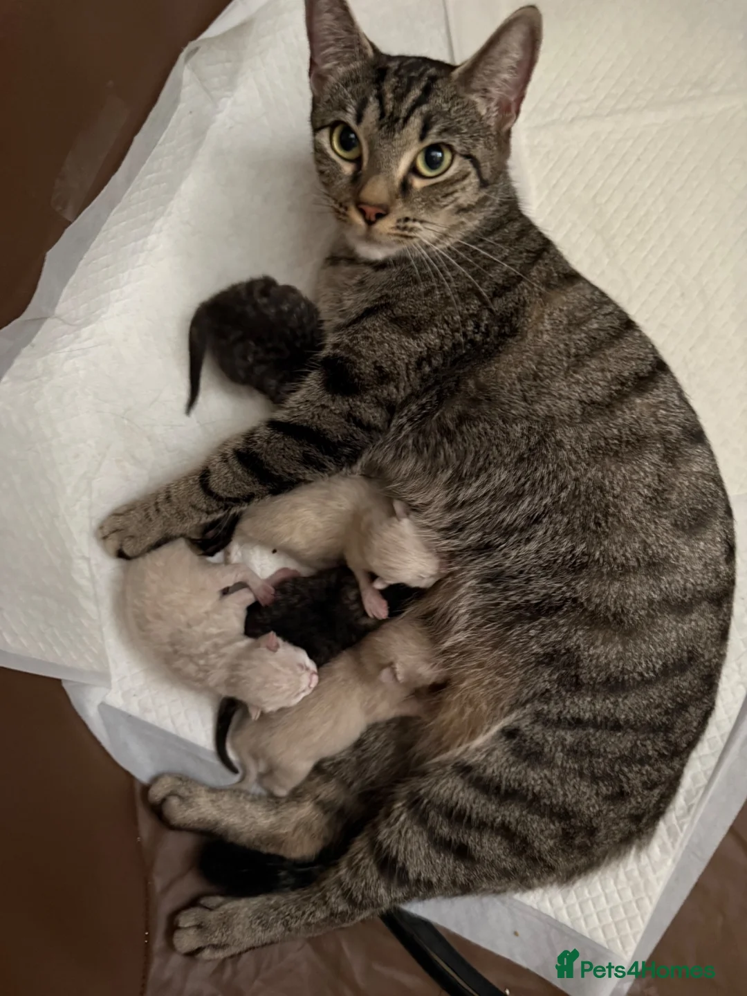 Ragdoll cats for sale: Ragdoll-Tabby kittens looking for loving homes 🐾 - Advert 1