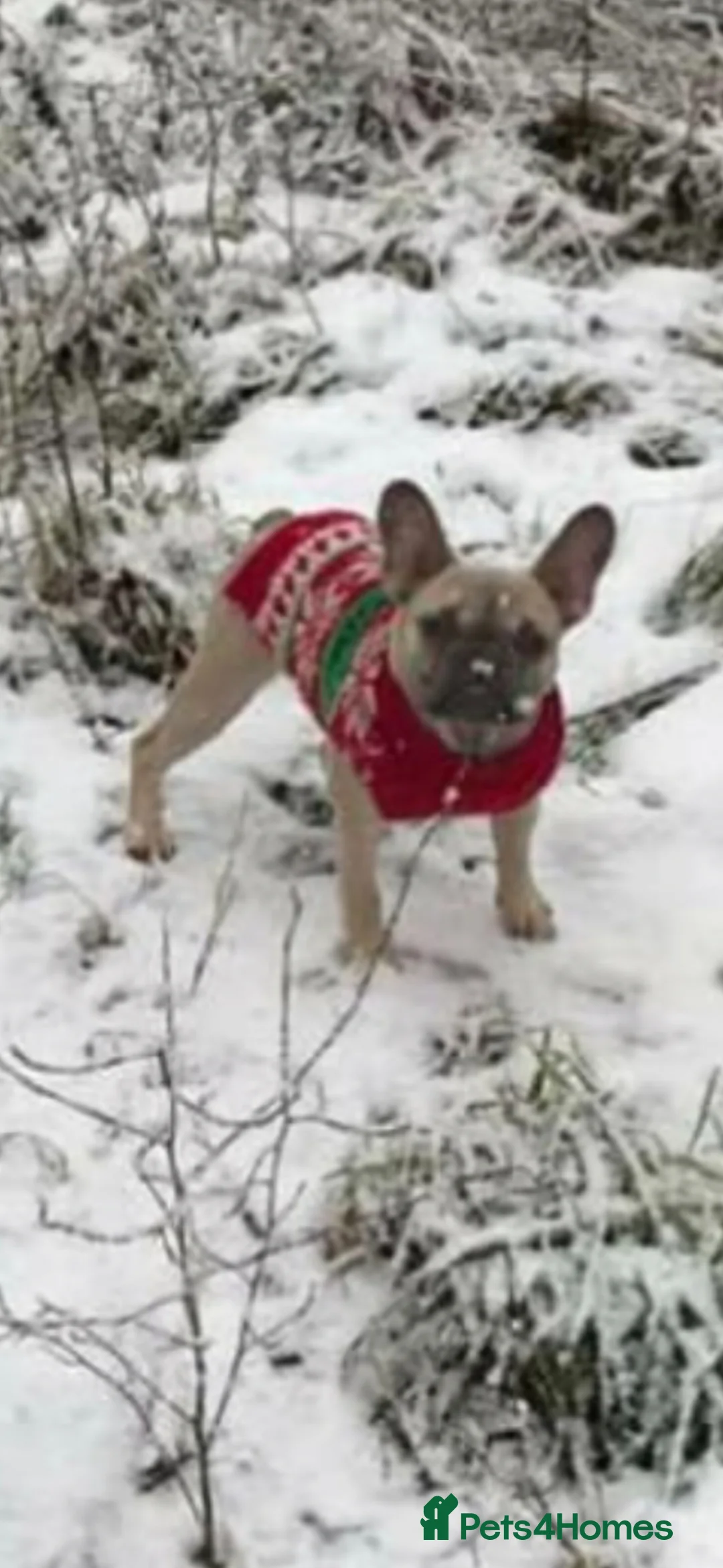 French Bulldog dogs for sale: 2x Female French Bulldogs - Advert 5