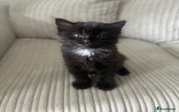 Turkish Angora cats for sale: 2 Beautiful Turkish Angora X Persian Kittens - Image 6