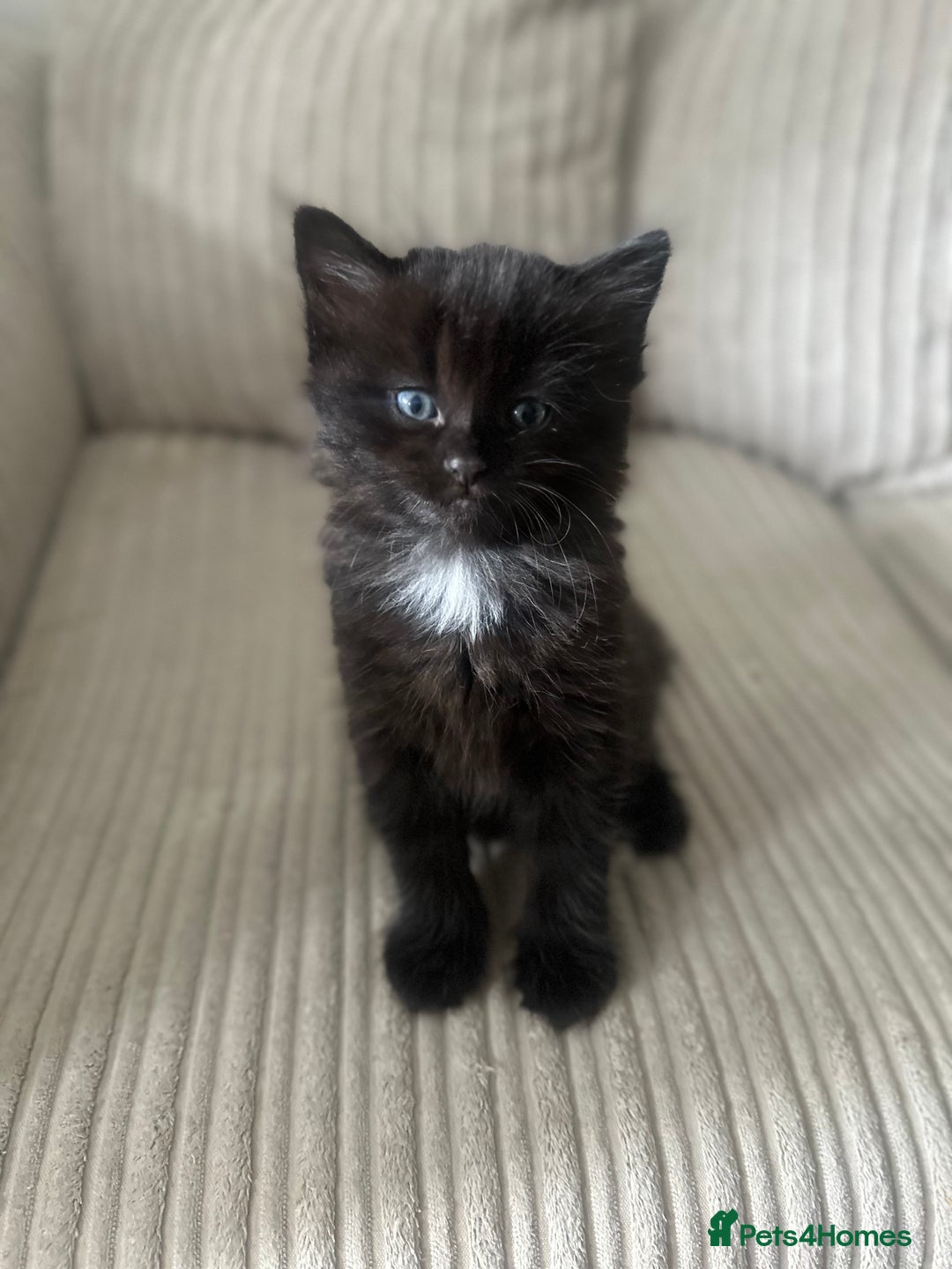 Turkish Angora cats for sale: 2 Beautiful Turkish Angora X Persian Kittens - Image 6