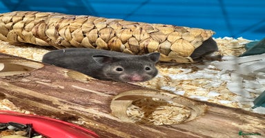 Hamster rodents - Advert 4