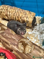 Hamster rodents - Advert 1