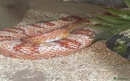 Corn Snake reptiles for sale: Corn snake and setup  - Image 1