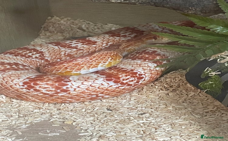 Corn Snake reptiles - Advert 1